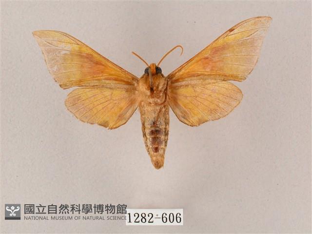 榆綠天蛾藏品圖，第2張