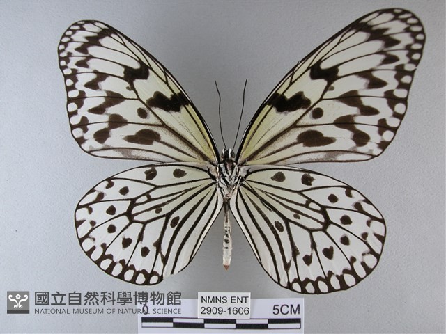 大白斑蝶藏品圖，第2張