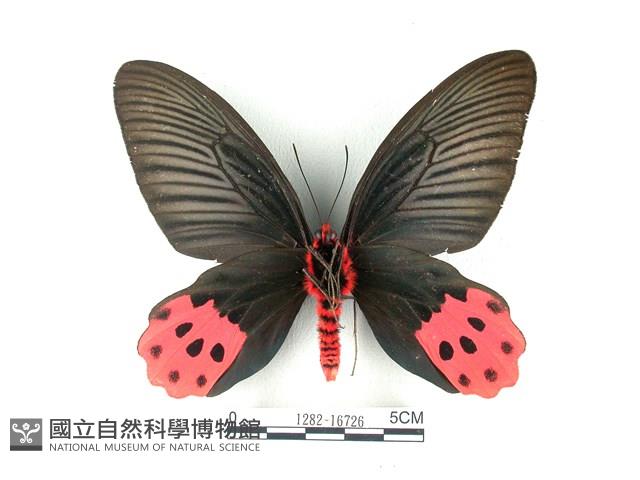 曙鳳蝶藏品圖，第2張