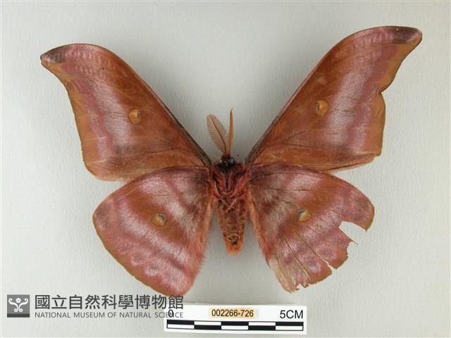 紅目天蠶蛾藏品圖，第2張