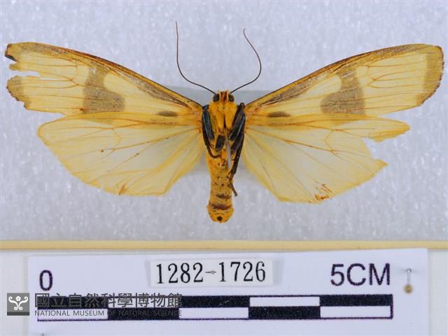 閃光苔蛾藏品圖，第2張