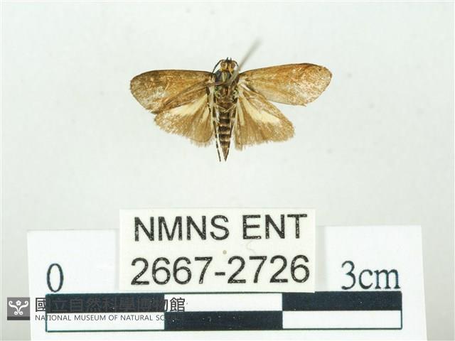 叉紋閃舞蛾藏品圖，第2張