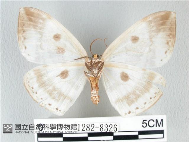 圓翅大鉤蛾藏品圖，第2張