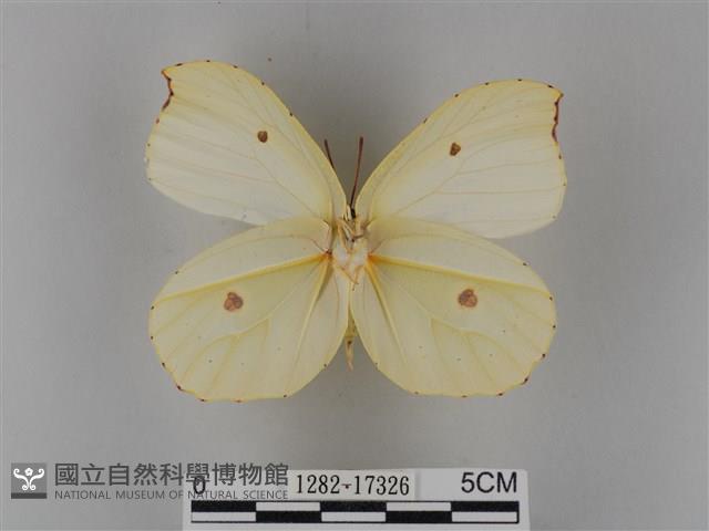 圓翅鉤粉蝶藏品圖，第2張