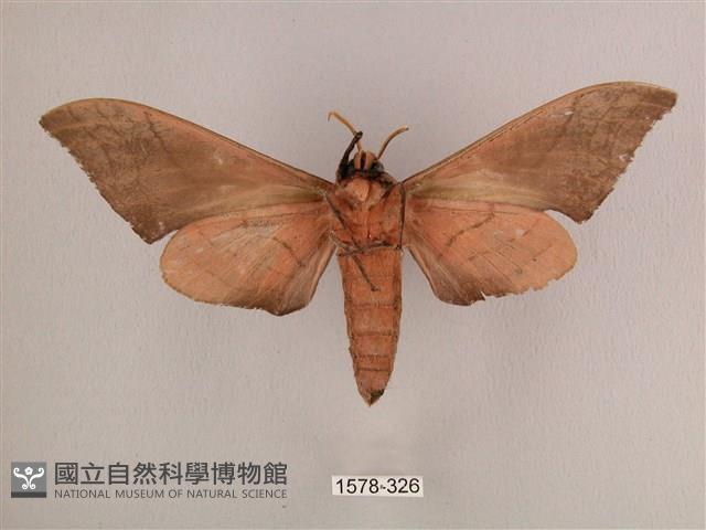 直翅六點天蛾藏品圖，第2張