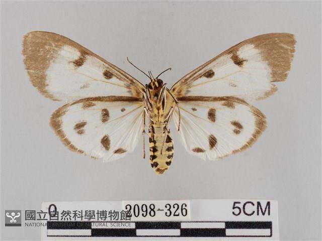 長斑擬燈蛾藏品圖，第2張