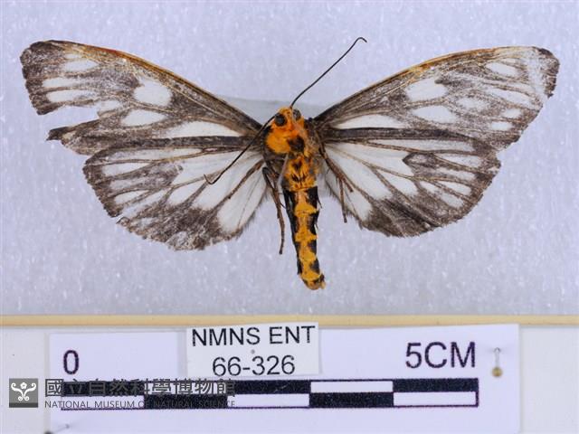 巨網燈蛾藏品圖，第2張