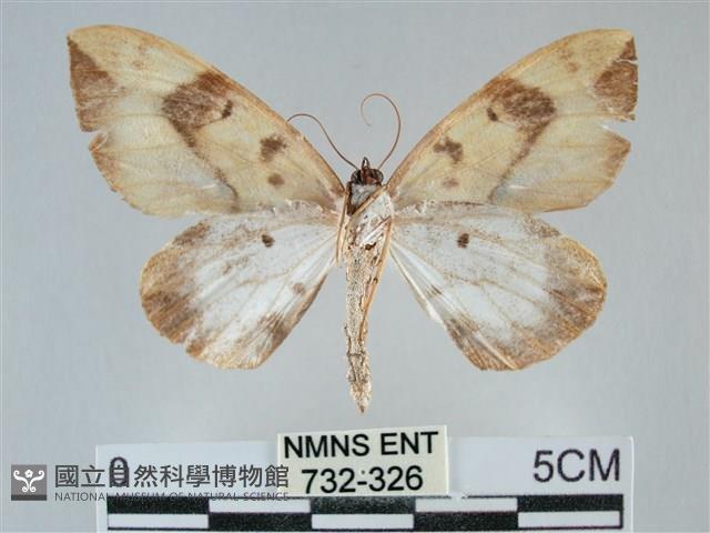 枯葉尺蛾藏品圖，第2張
