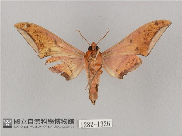 廣東鷹翅天蛾藏品圖，第2張