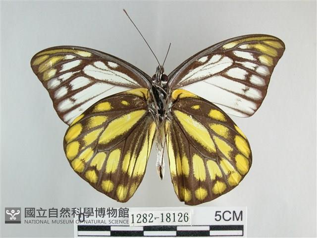 鋸粉蝶藏品圖，第2張