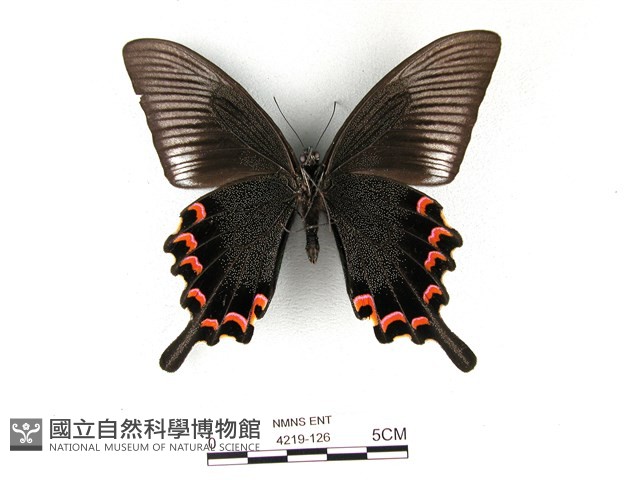 翠鳳蝶蘭嶼亞種藏品圖，第2張