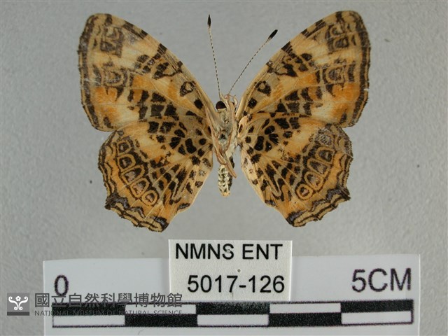 黃豹盛蛺蝶藏品圖，第2張