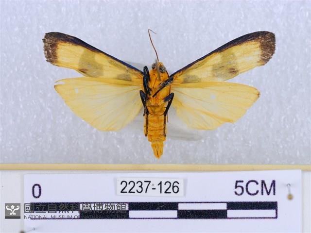 閃光苔蛾藏品圖，第2張