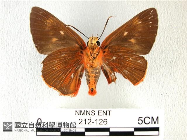 黑齒紋灰褐尺蛾藏品圖，第2張