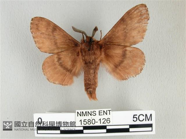 臺灣鋸紋枯葉蛾藏品圖，第2張