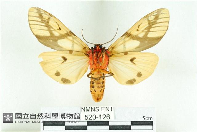 乳白斑燈蛾藏品圖，第2張