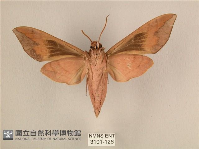 背中白天蛾藏品圖，第2張