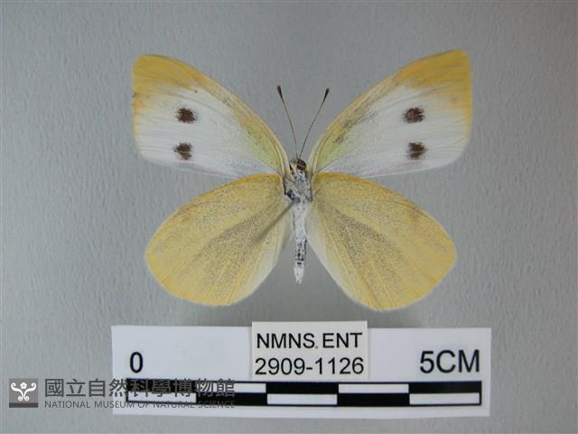 白粉蝶、紋白蝶藏品圖，第2張