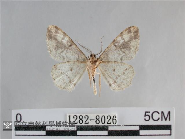 雙峰霜尺蛾藏品圖，第2張