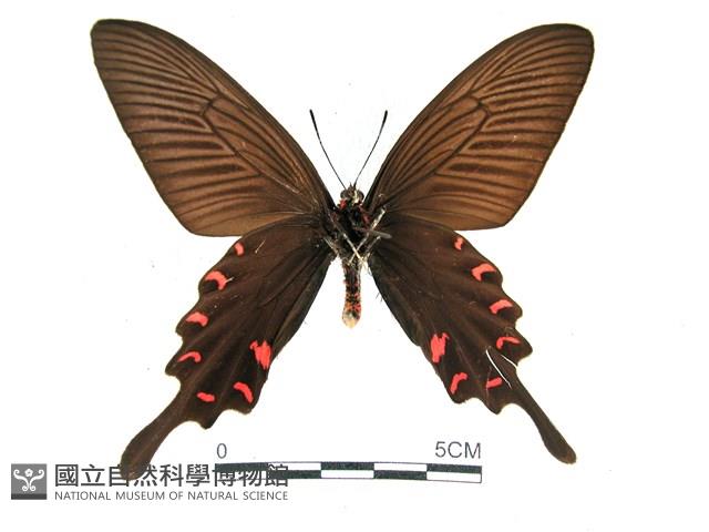 麝鳳蝶藏品圖，第2張