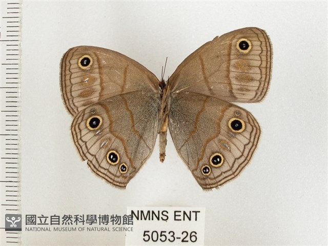 古眼蝶藏品圖，第2張