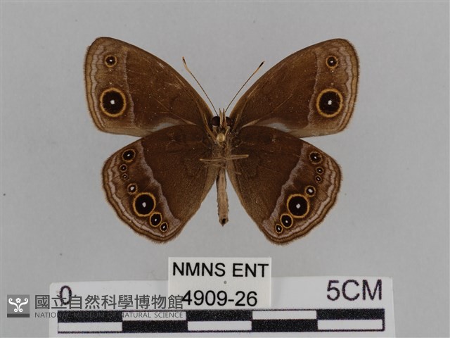 紫帶眉眼蝶藏品圖，第2張