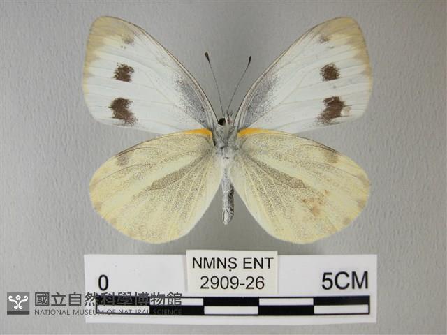 緣點白粉蝶藏品圖，第2張