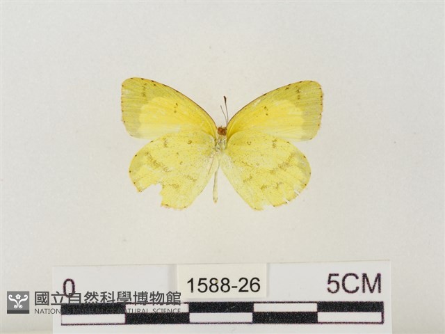 星黃蝶藏品圖，第2張