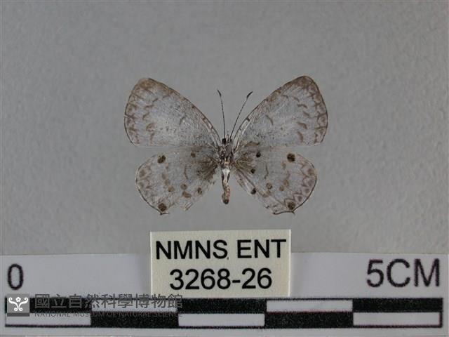 黑星灰蝶藏品圖，第2張