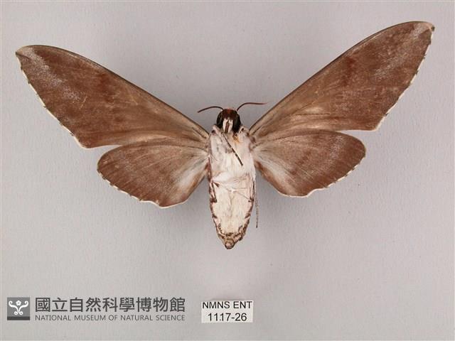 粗斜紋天蛾藏品圖，第2張