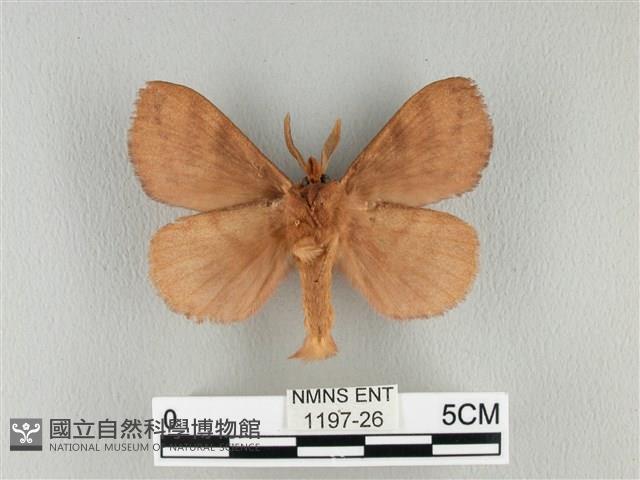 波紋枯葉蛾藏品圖，第2張