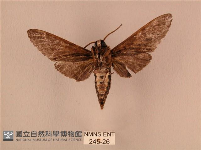 白星天蛾藏品圖，第2張