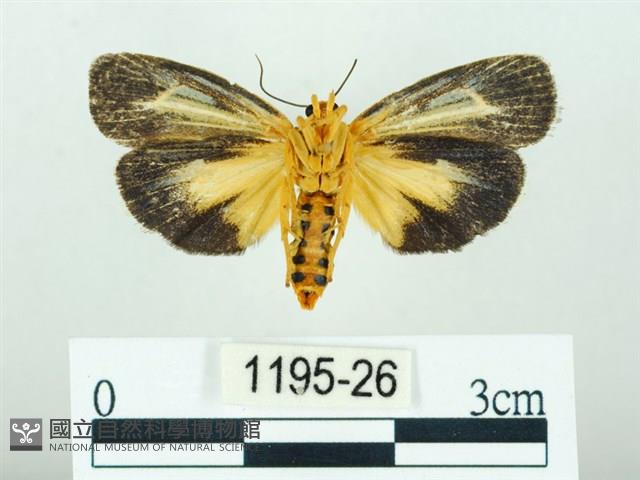 黃肩奇蛾藏品圖，第2張