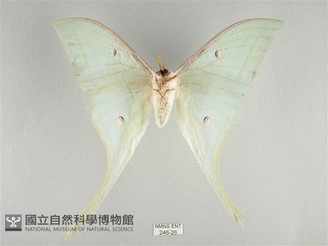 長尾水青蛾藏品圖，第2張