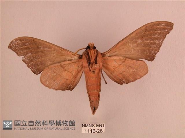 直翅六點天蛾藏品圖，第2張