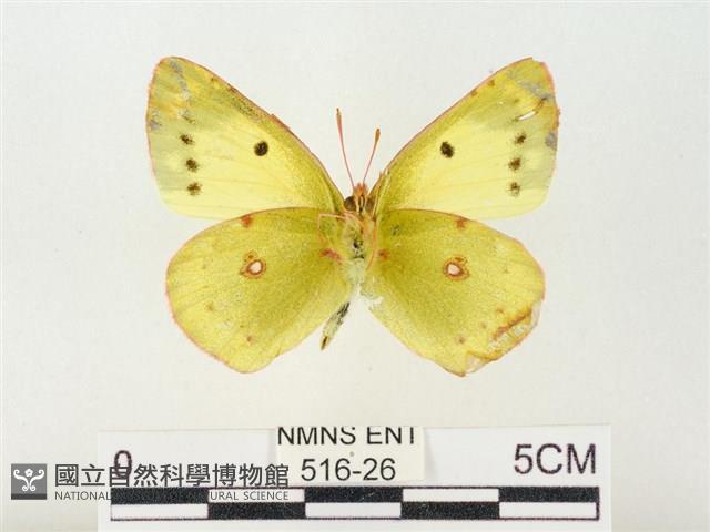 紋黃粉蝶藏品圖，第2張