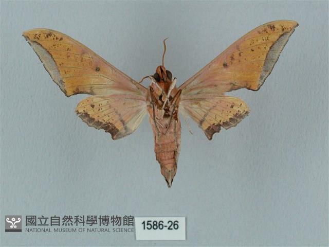 廣東鷹翅天蛾藏品圖，第2張