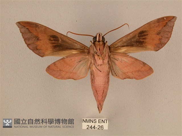 背中白天蛾藏品圖，第2張