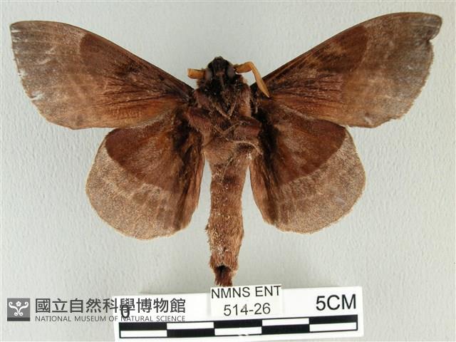 松大毛蟲藏品圖，第2張