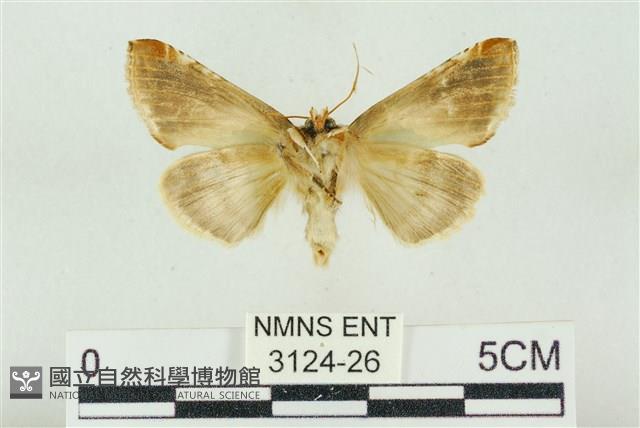 印華波紋蛾藏品圖，第2張