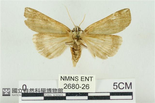 臺洒波紋蛾藏品圖，第2張