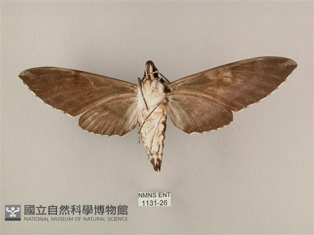 粗斜紋天蛾藏品圖，第2張