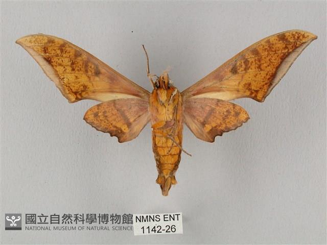 裂斑鷹翅天蛾藏品圖，第2張