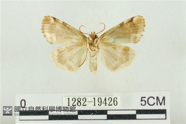 大斑波紋蛾藏品圖，第2張