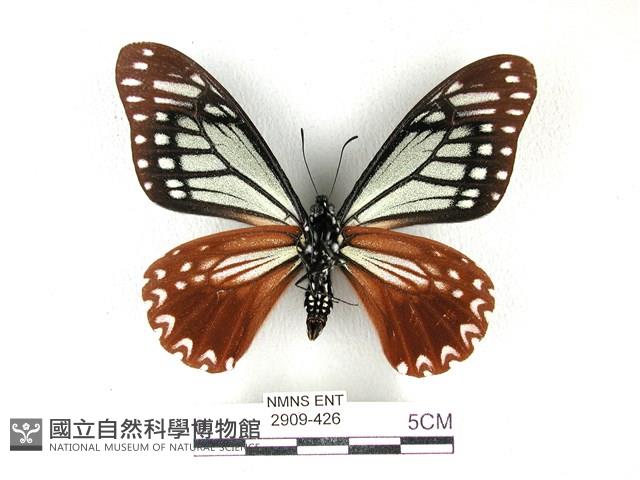 斑鳳蝶藏品圖，第2張