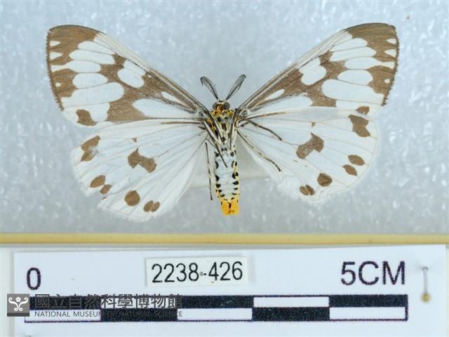 粉蝶燈蛾藏品圖，第2張