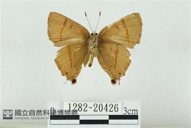 霓彩燕灰蝶藏品圖，第2張