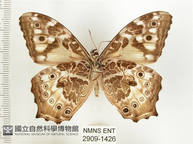 白斑蔭眼蝶藏品圖，第2張