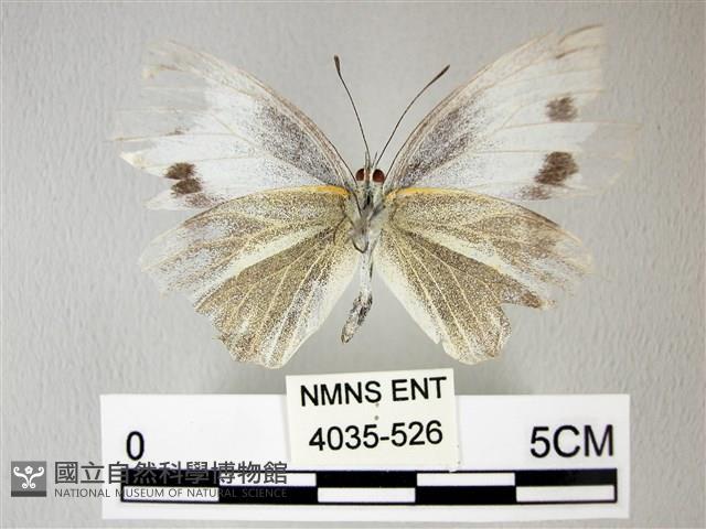 緣點白粉蝶藏品圖，第2張