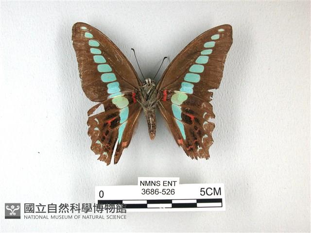 青帶鳳蝶藏品圖，第2張